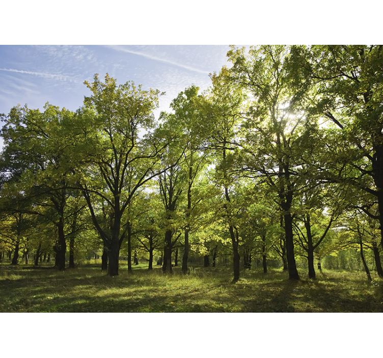 Lively leafy scenery fototapete narava - TenStickers