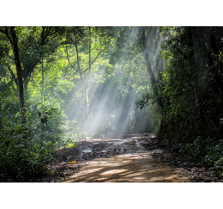 Luminous woodland trail fototapete narava - TenStickers