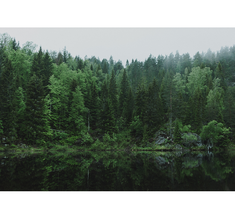 Tranquil forest reflection fototapete narava - TenStickers