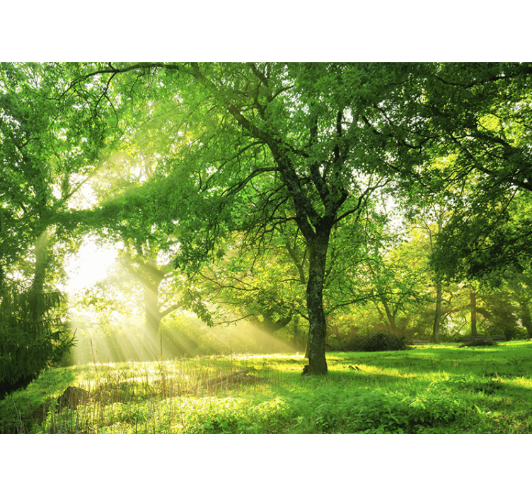 Sunlit greenery scene fototapete narava - TenStickers