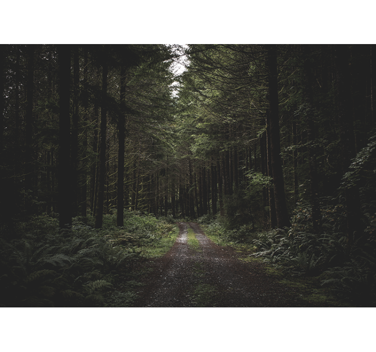 Verdant woodland trail fototapete narava - TenStickers