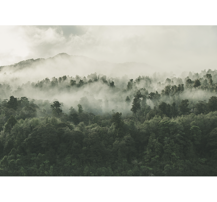 Gozd z meglo od zgoraj stensko poslikavo - TenStickers