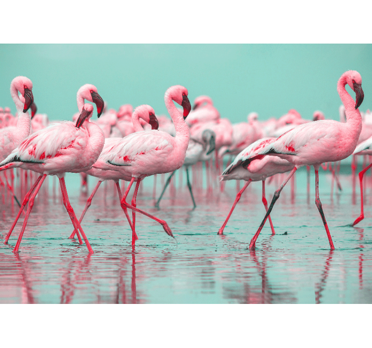Flamingo flock walk fototapete z živalmi - TenStickers