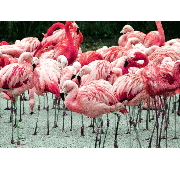 Flamingo flock fototapete z živalmi - TenStickers