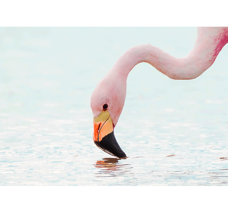 Fototapete z drugimi živalskimi motivi flamingo v vodi - TenStickers