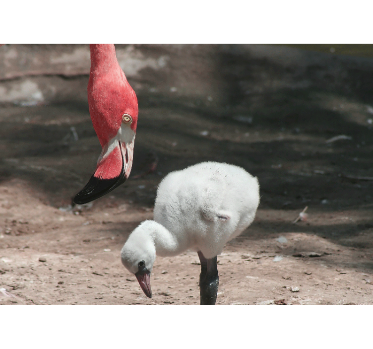 Flamingo chick fototapete z živalmi - TenStickers