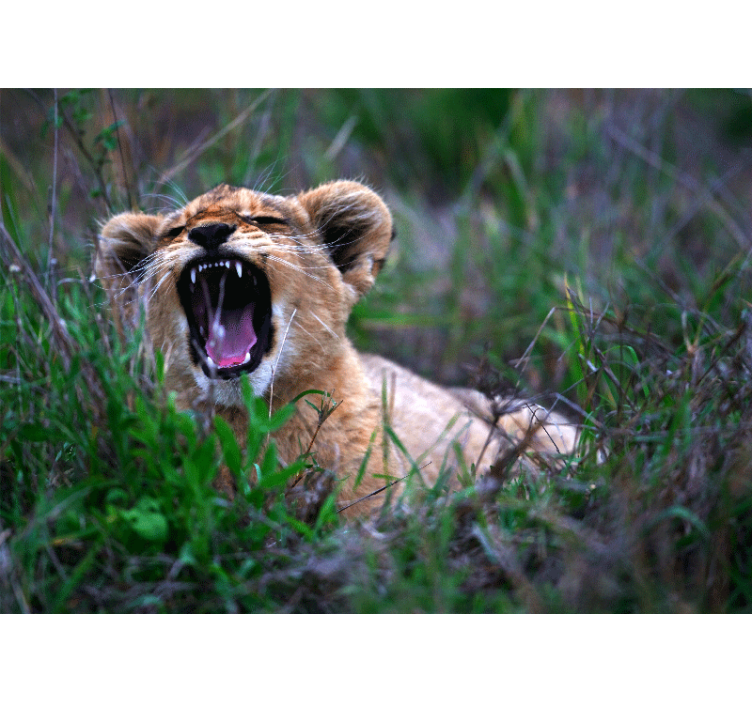 Roaring lion cub fototapeta z levom - TenStickers