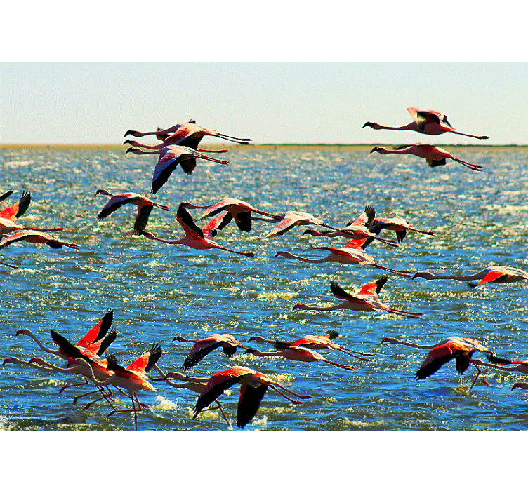 Flying flamingos group fototapete z živalmi - TenStickers