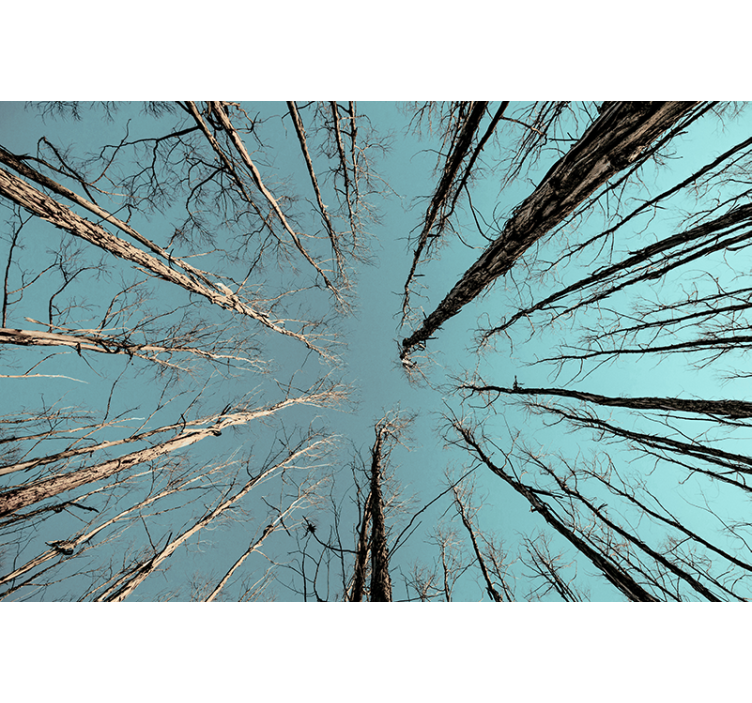 Drevesne veje z nebom v naravi stenska slika - TenStickers