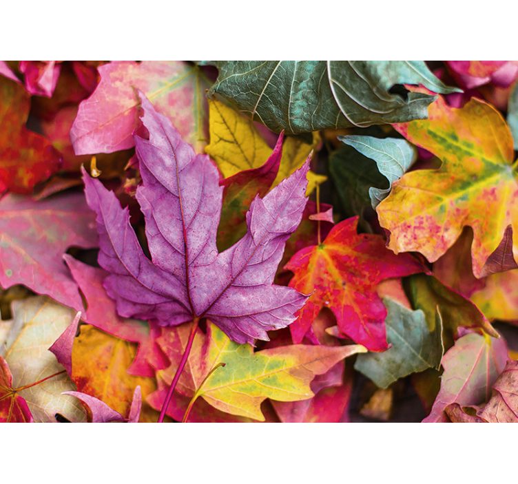 Colorful leaf patterns fototapete cvetje - TenStickers