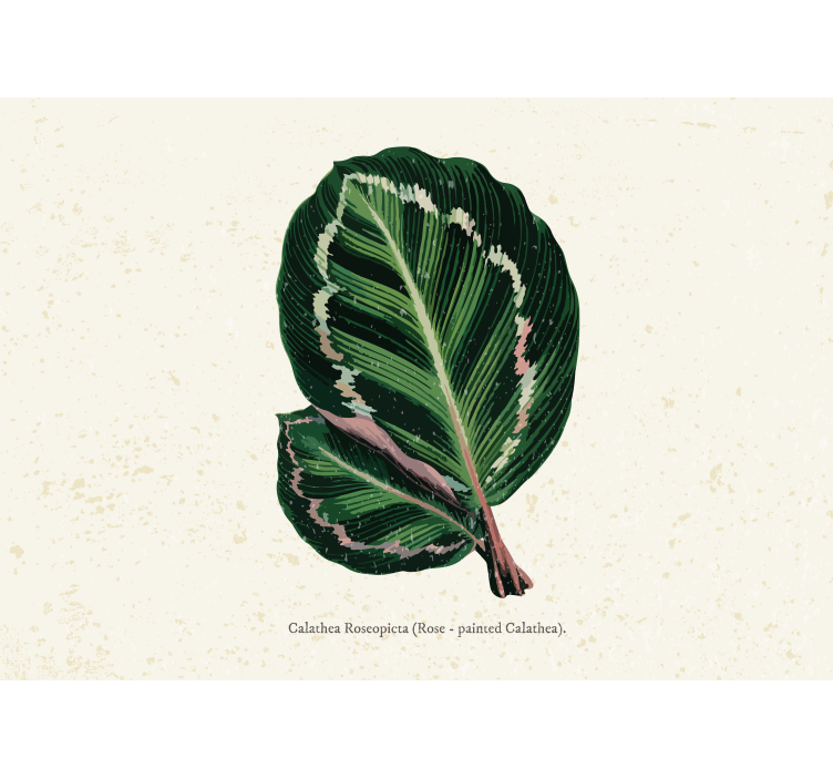 Calathea leaf display fototapete cvetje - TenStickers