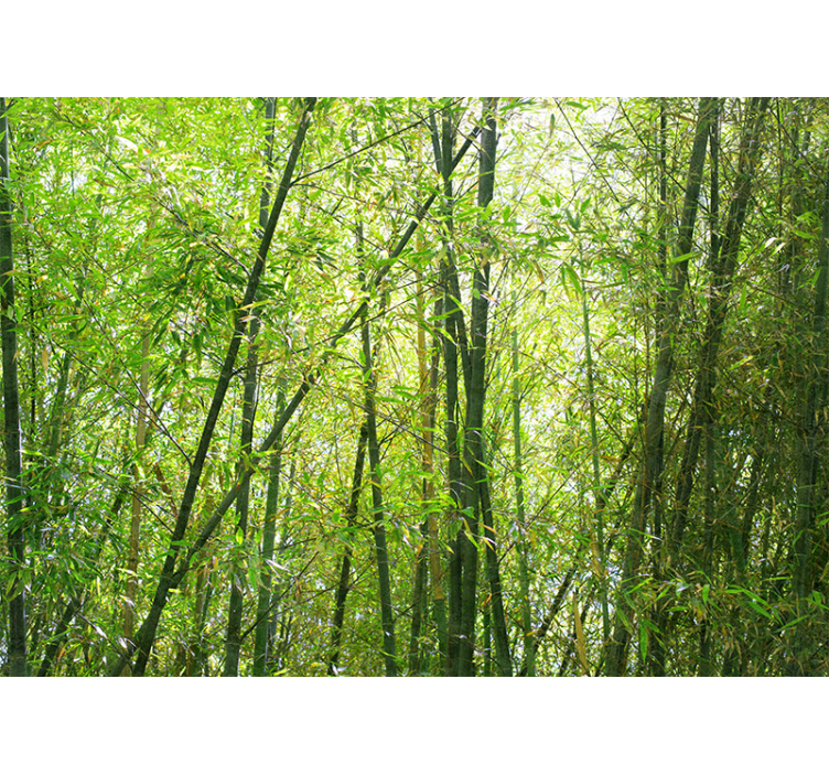 Vibrant bamboo grove fototapeta s bambusom - TenStickers