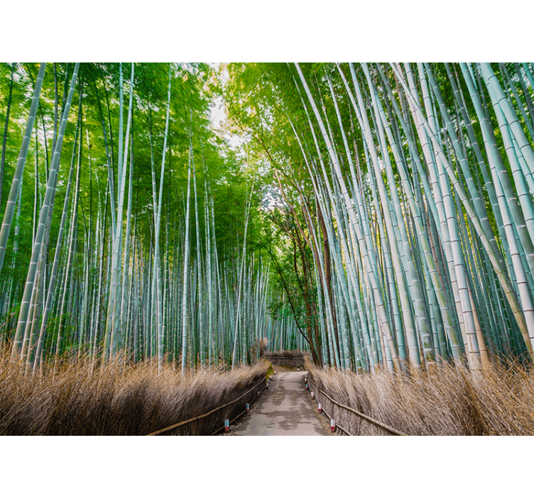 Bamboo forest path fototapeta s bambusom - TenStickers