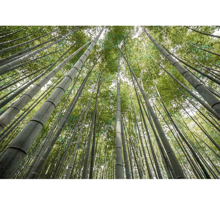 Tall bamboo forest fototapeta s bambusom - TenStickers