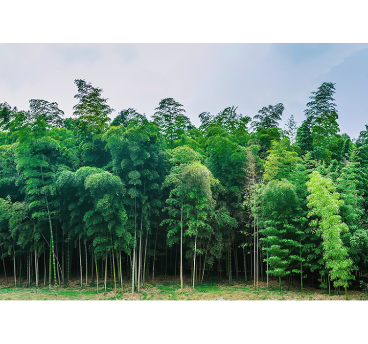 Bamboo forest scenery fototapete narava - TenStickers