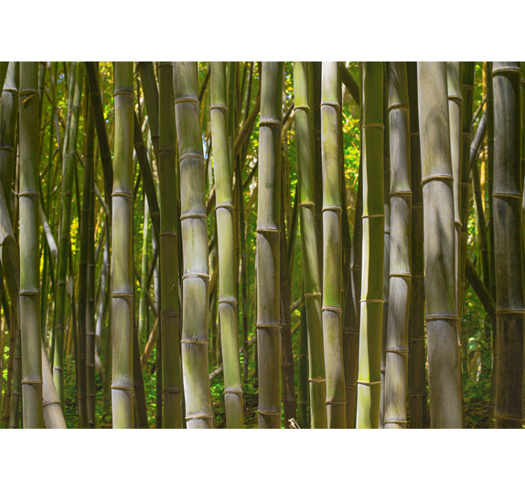 Serene bamboo grove fototapeta s bambusom - TenStickers