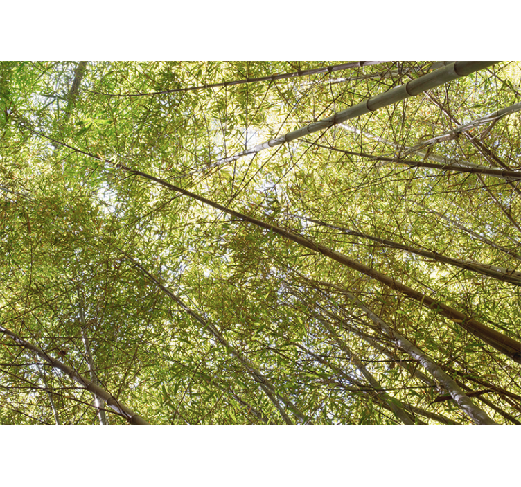 Bamboo canopy view fototapeta s bambusom - TenStickers