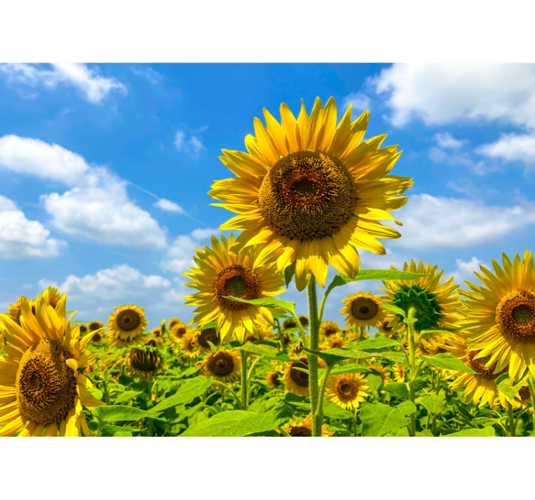 Sunflower field scene fototapete cvetje - TenStickers