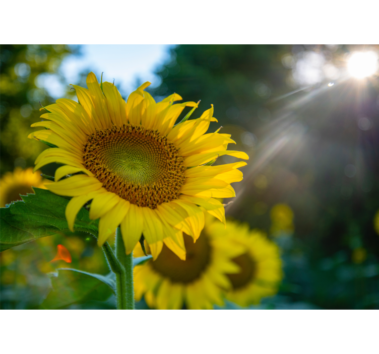 Sunflower blooming bright fototapete cvetje - TenStickers