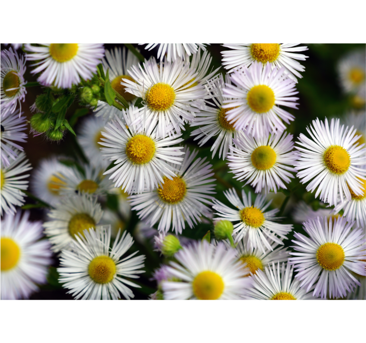 Charming white daisies fototapete za cvetje - TenStickers