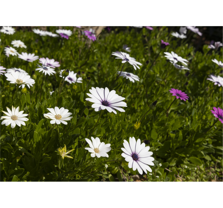 Daisies and greens fototapete cvetje - TenStickers