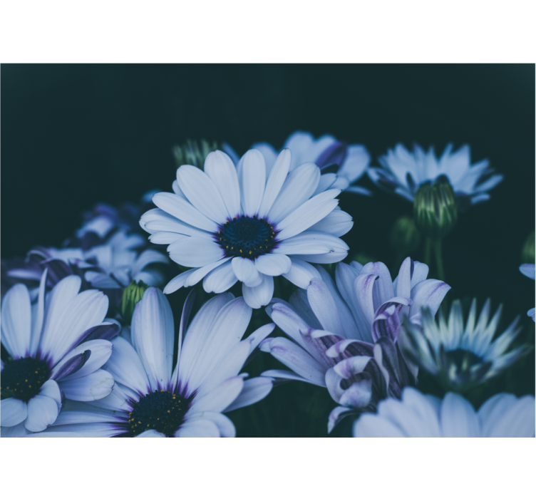 Stensko poslikavo belo in vijolično cvetje marjetice - TenStickers