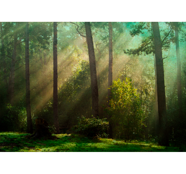 Enchanting forest scene fototapeta gozd - TenStickers