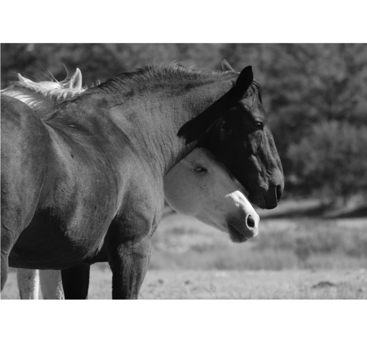 Horse companionship fototapete z živalmi - TenStickers