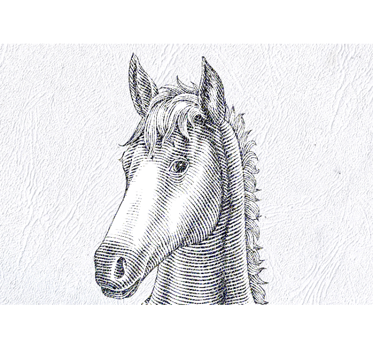 Elegant horse portrait fototapete z živalmi - TenStickers