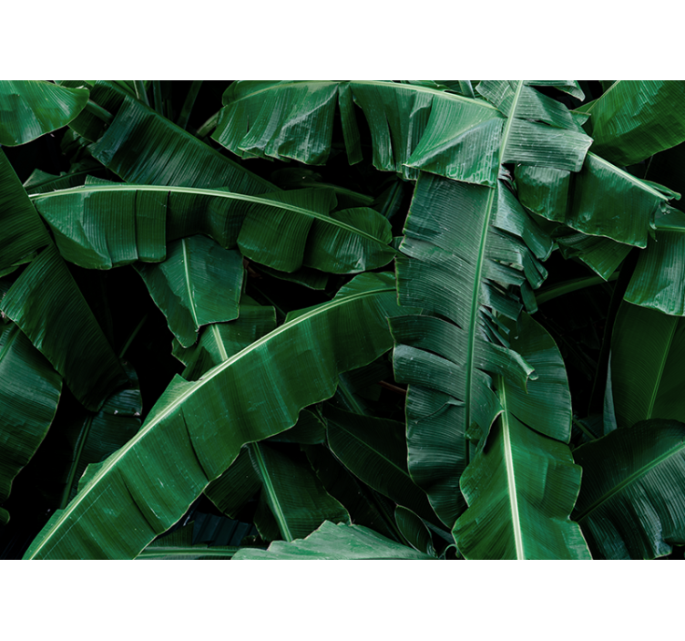 Vibrant green foliage fototapete narava - TenStickers