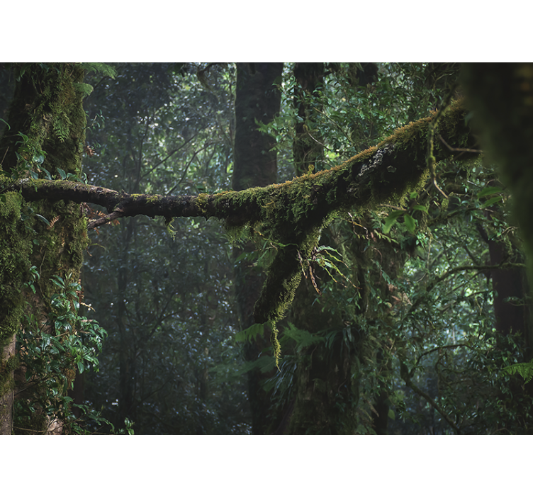 Lush greenery treetops fototapeta gozd - TenStickers