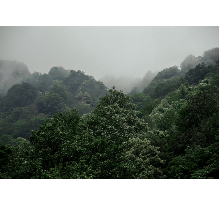 Meglena pokrajina Fototapeta Gozd - TenStickers