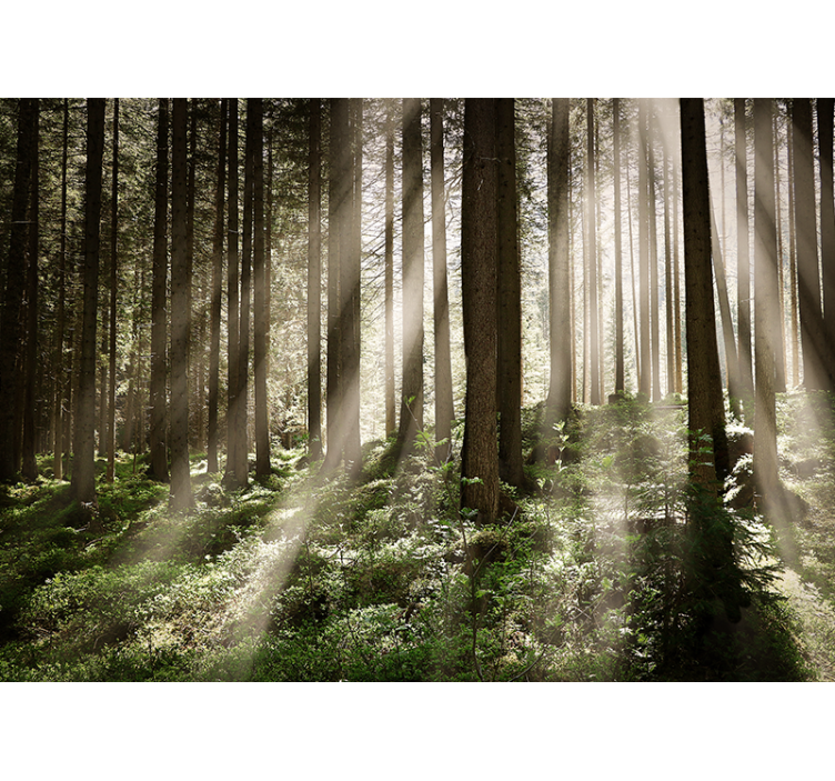 Luminous forest rays fototapeta gozd - TenStickers
