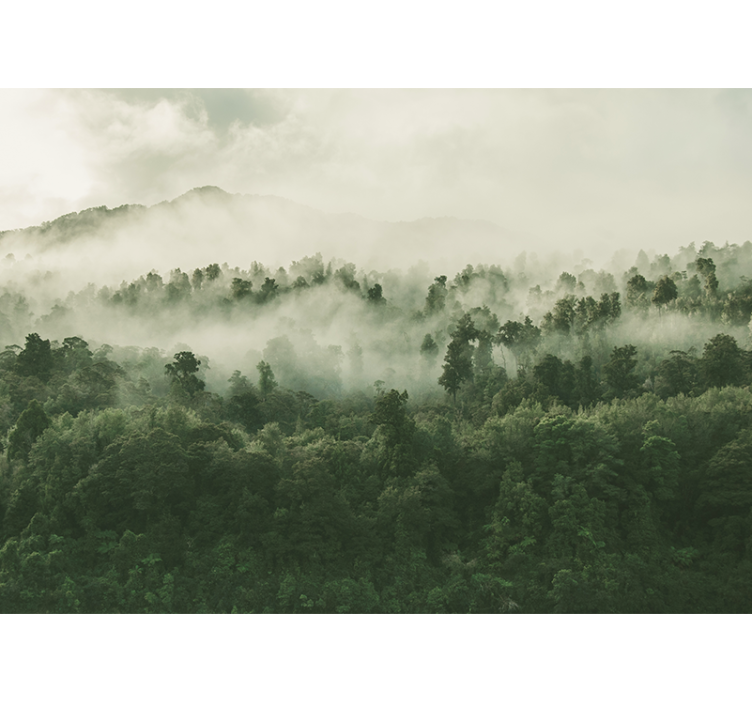 Hazy woodland scenery fototapete narava - TenStickers