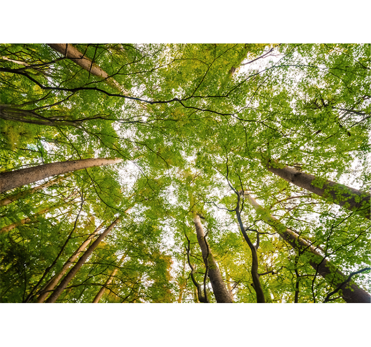 Bujne zelene krošnje Fototapeta Gozd - TenStickers