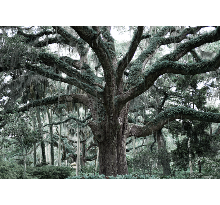 Velika drevesa, pokrita s stensko poslikavo iz gozda maha - TenStickers