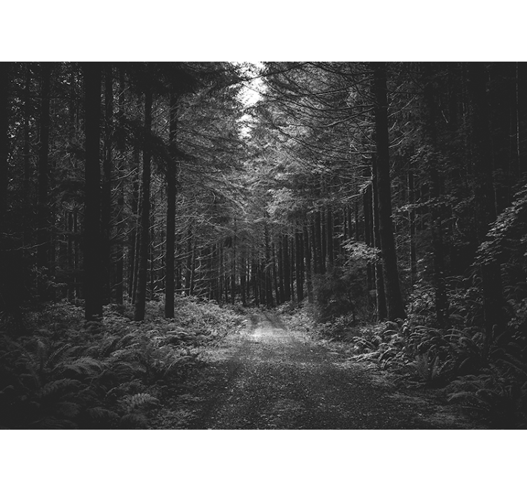 Serene forest path fototapeta gozd - TenStickers