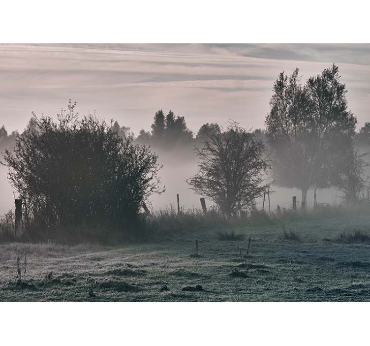 Foggy woodland landscape fototapete narava - TenStickers