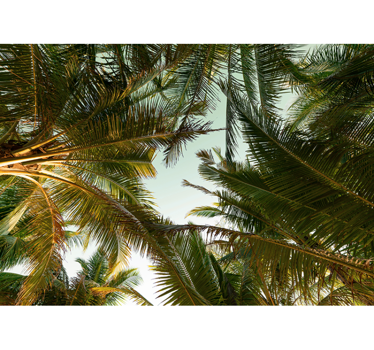 Tropical palm canopy fototapete narava - TenStickers