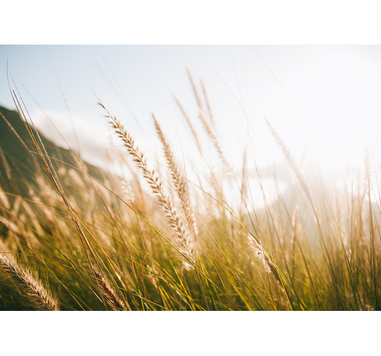 Soft grasses breeze fototapete narava - TenStickers