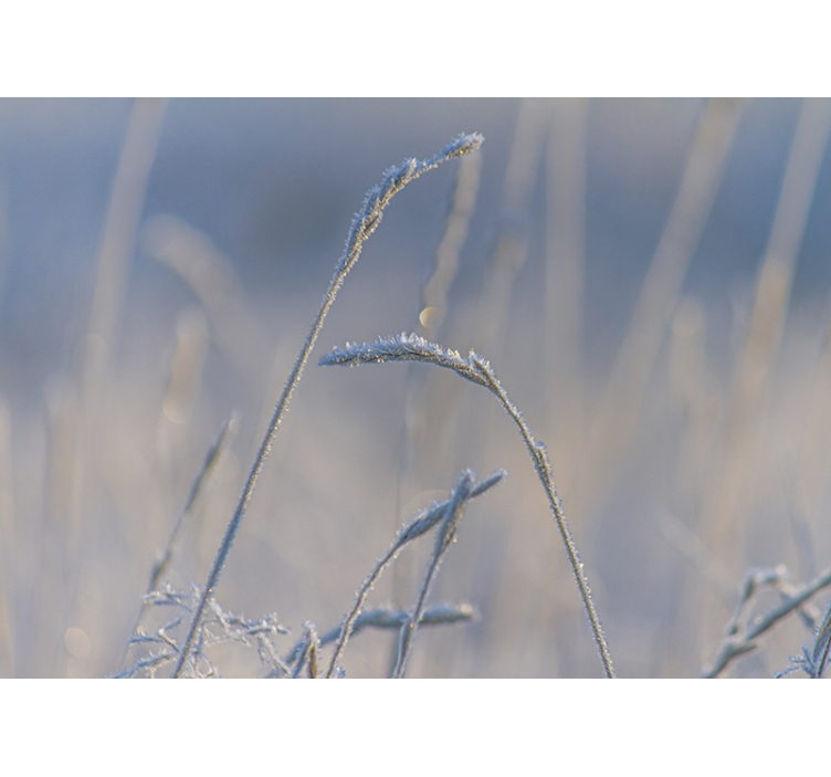 Frosty grass tips fototapete narava - TenStickers