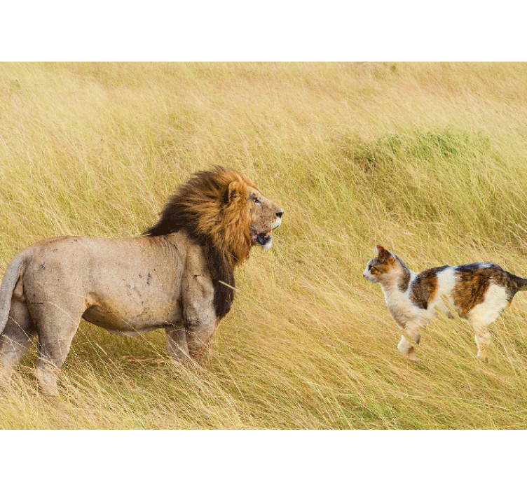 Lion encounter with cat fototapeta z levom - TenStickers