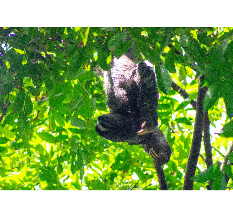 Sloth hanging greenery fototapete z živalmi - TenStickers