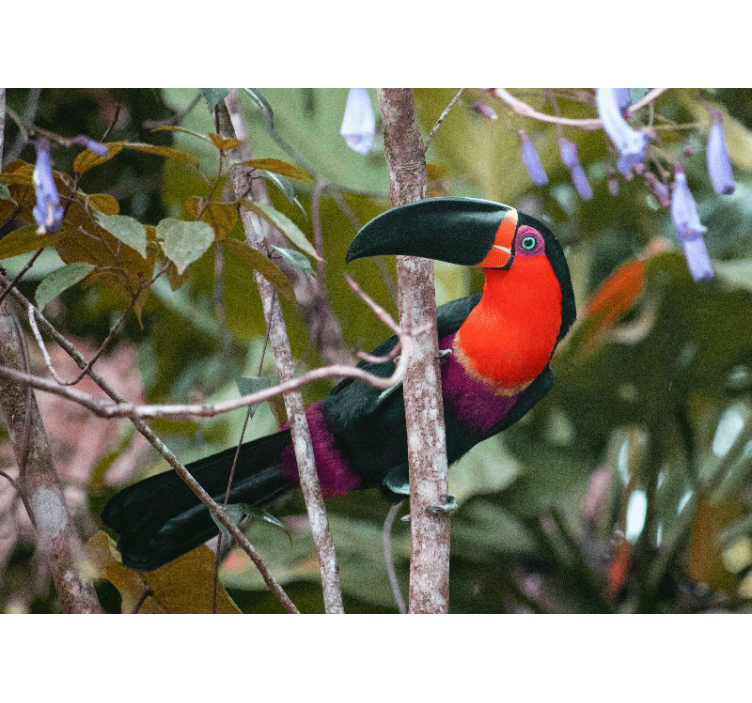 Colorful toucan display fototapete z živalmi - TenStickers