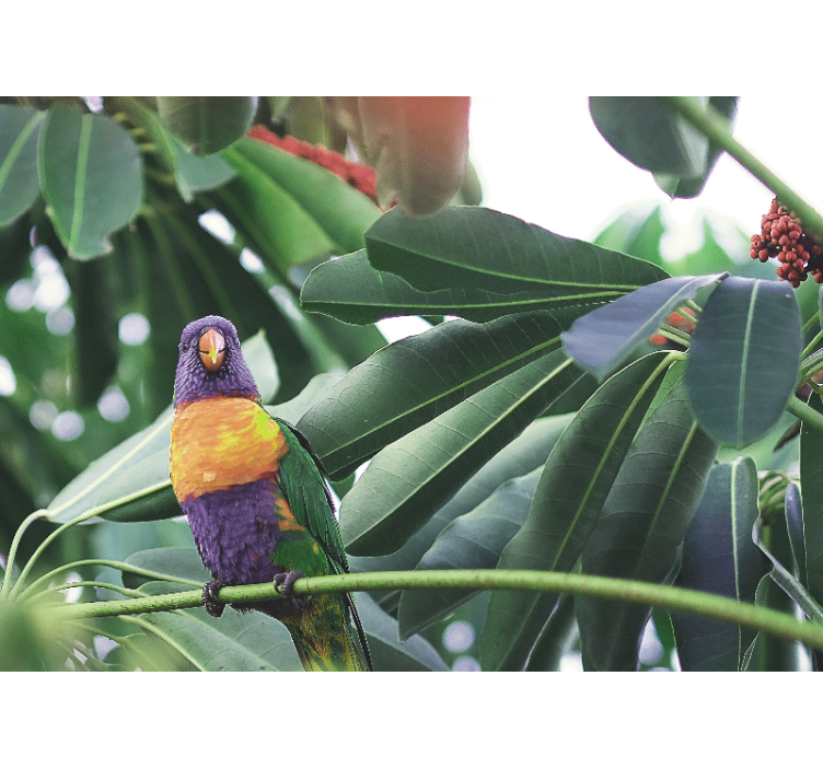Colorful parrot perched fototapete z živalmi - TenStickers