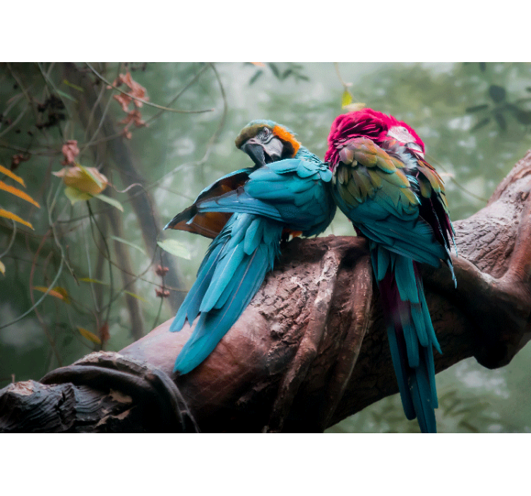 Colorful parrots embrace fototapete z živalmi - TenStickers