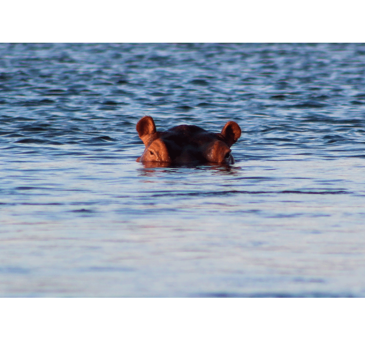 Hippo swimming calmly fototapete z živalmi - TenStickers