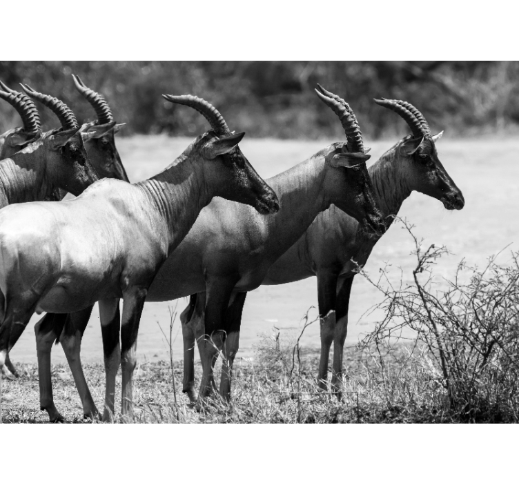African antelope herd fototapete z živalmi - TenStickers
