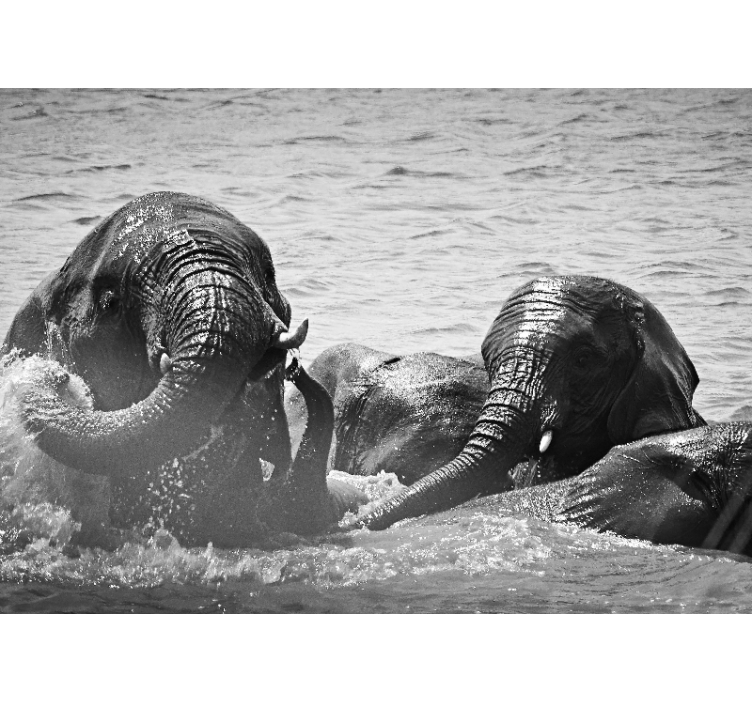 Elephants in liquid fototapete z živalmi - TenStickers