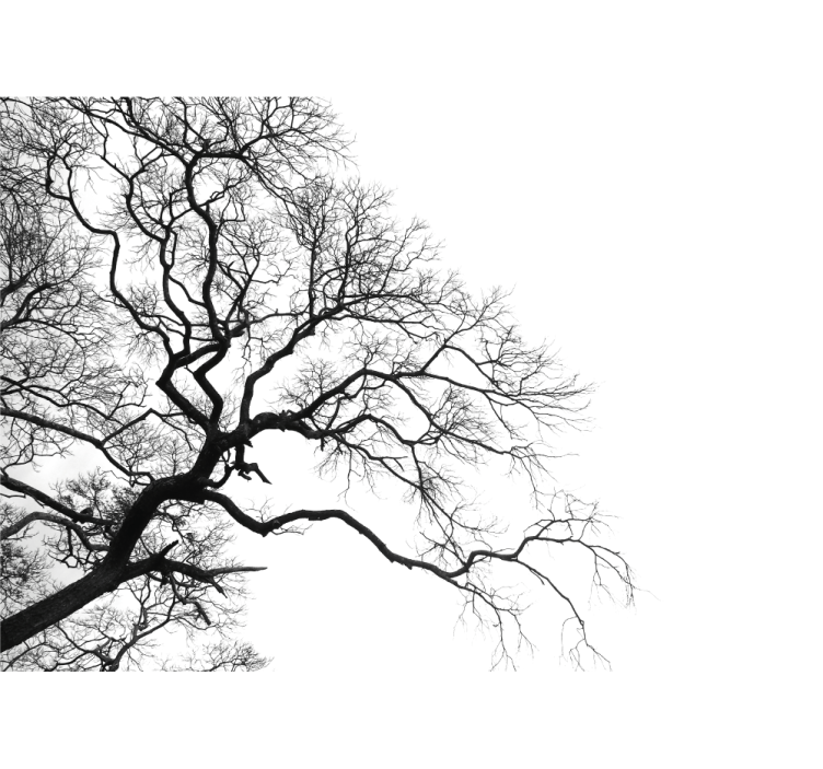 Leafless branches silhouette fototapetai dreves - TenStickers